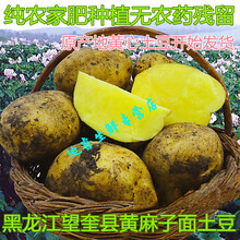 桃西村 东北新鲜黄心大土豆马铃薯孕妇蔬菜农家自种现挖黄麻子土豆蔬菜 新土豆 9斤