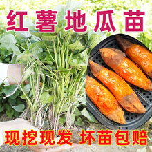 豫薯香（yushuxiang）烟薯蜜薯25红薯苗西瓜红种苗白心商薯19地瓜秧苗紫薯番薯苗包成活 唐河红蜜薯苗100送50颗 特价促销