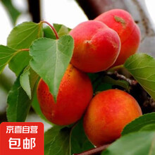 杏子树苗嫁接果树苗木特大甜杏子苗庭院阳台盆栽地栽南方北方种植 贵妃杏5年苗【当年结果】