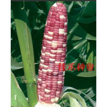 粘糯玉米种子 黄白色鲜食 甜糯玉米籽春夏播四季蔬菜 彩糯玉米100g