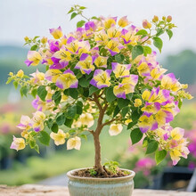 重瓣三角梅】价格_重瓣三角梅图片- 京东