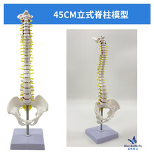 人体脊椎模型】价格_人体脊椎模型图片- 京东