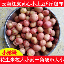 云南红皮小土豆农家高山自种8斤新鲜黄心迷你洋芋马铃薯