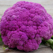 紫色花椰菜 价格 图片 品牌 怎么样 京东商城 紫色花椰菜 价格 图片 品牌 怎么样 京东商城