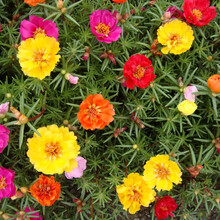 野花组合花籽春季开花的种子醉碟花种子四季播室外易活花种籽大全 混色太阳花10000粒