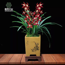 浓香型兰花苗大花蕙兰墨兰建兰花卉盆栽绿植室内植物盆景兰花盆栽 红钻石 3苗【易成活】+肥料