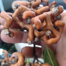 #RemHtml($!{product.content.wareName})