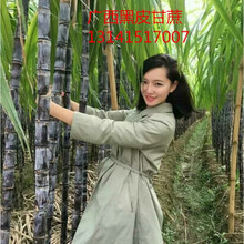 广西高产黑皮甘蔗种子红皮黄皮种苗四季易种紫甘蔗多汁甜杆蔗 青皮甘蔗种子一斤