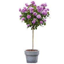 静嘉 树状月季树桩树形月季树型嫁接月季大花月季欧月月季苗月季树 蓝色风暴 1公分带原土发货