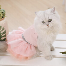 猫咪衣服夏季薄款公主裙可爱美短英短猫猫衣服春夏宠物猫衣服 粉色 XS:胸围30.5*背长20cm