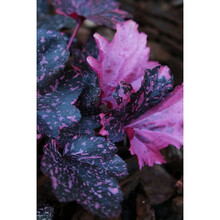 矾根花苗矾根盆栽耐荫耐寒地栽室内观叶彩叶草多年生 夜枚 含盆中苗