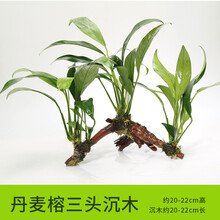 水草活体 懒人沉木 鱼缸造景 水榕净化水质的水草辣椒榕水族箱 【三头】丹麦榕三头沉木