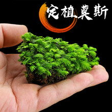 鱼缸沉木造景莫斯阴性活体丝大三角鹿角苔火焰垂泪松茸美凤真水草 火山石定植大美凤