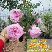 月季花苗 蔷薇花苗 藤本月季花苗 欧月藤玫瑰花苗大花浓香爬藤植物绿植盆栽花卉 自由精神 4年苗