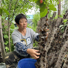 #RemHtml($!{product.content.wareName})