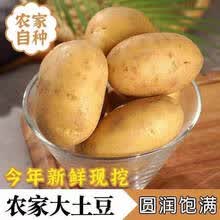 悠妃 2021农家自种新鲜5土豆 黄心洋芋现挖新鲜蔬菜马铃薯10斤黄心 5000g