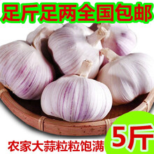 2021年新鲜干大蒜头干蒜5斤装大祘紫皮红香蒜特大一整箱助农 1500g