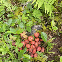 #RemHtml($!{product.content.wareName})