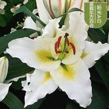 香水百合花大种球重瓣花苗带芽种子四季花卉室内庭院绿植盆栽 阳光A白 单球 12-14cm