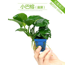 鱼缸造景沉木水榕水草活体淡水植物懒人水草趴地珍珠易活易养！ 小巴榕