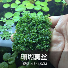 松茸莫斯三角火焰莫丝片摩丝鱼缸造景水族箱不锈钢定植莫斯片 珊瑚莫丝片4.5×4.5CM