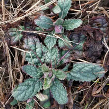 #RemHtml($!{product.content.wareName})