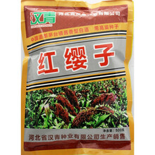 红缨子高粱种子 高产酿酒高粱籽 适应性强春季播种抗旱抗病抗倒伏