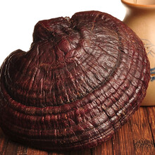 紫灵芝长白山林下整枝紫灵芝黑灵芝紫灵芝整枝林芝草椴木半紫灵芝整枝林 紫灵芝100g