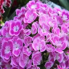 一播大地 发货中  百日草种子百日草花卉种子太阳花种子观花种子四季播易活草花种子 百日草混色 长夏石竹种子 半斤