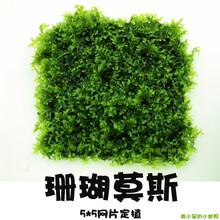 鱼缸沉木造景莫斯美凤水晶鹿角苔火焰珊瑚垂泪松茸怪厥大三角水草 珊瑚莫斯5*5