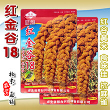 舞艺红金谷18小米种子 高产 抗病 抗鸟害 红粒黄香米米谷子籽 春季播