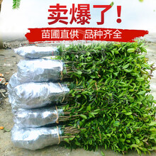 扦插桂花树苗金桂丹桂四季桂八月桂盆栽盆景花卉庭院绿植 金桂10-30厘米高 不含盆