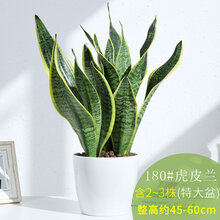 虎尾兰植物室内四季常青办公室客厅花卉盆栽绿植虎皮兰 特大盆[金边虎皮兰] 带盆栽好