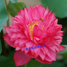 大睡莲根块池塘水池水培植物水生根块四季根茎碗莲鱼缸一叶莲荷花 桃子大睡莲【SL19】 不含盆