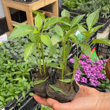 凤鸣雅世辣椒苗子蔬菜苗大全盆栽秧苗蔬菜孑秧四季阳台菜苗夏季秧苗孑秧基地大田种植杭椒苗6棵