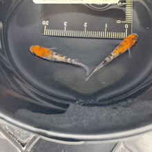 #RemHtml($!{product.content.wareName})