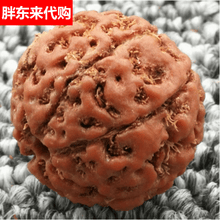 七瓣大金刚菩提】价格_七瓣大金刚菩提图片- 京东