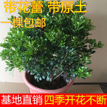 米兰花盆栽苗阳台开花绿植四季常青芳香浓郁植物室内香味带花发货 4年苗(带花蕾) 不含盆