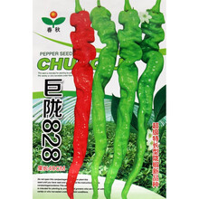 巨陇828辣椒种子 早熟高产抗病陇椒螺丝椒皱皮椒蔬菜籽辣味浓春秋