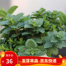 凤鸣雅世  食用薄荷种子多年生驱蚊草种子薄荷盆栽种籽蔬菜种子特菜香薄荷苣荬菜四季播种阳台盆栽菜种子 香薄荷种籽食用薄荷种子10克约2万粒