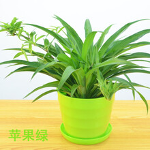 青叶吊兰植物盆栽花卉盆景室内绿植兰花苗万年青绿色水培植物 绿色盆/青叶吊兰 含盆