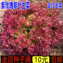 新种紫叶生菜种子紫红生菜种籽全红生菜种子盆栽庭院四季易种蔬菜种子