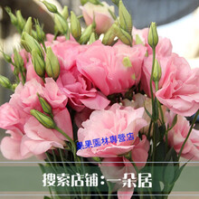 洋桔梗花种子 种易活 秋季室内盆栽观花卉耐寒花种籽子 粉色洋桔梗200粒 不含盆