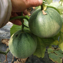 寿禾 绿宝石甜宝甜瓜种子酥甜爽脆甜宝高产香瓜薄皮绿皮绿瓤 甜瓜苗四季盆栽瓜苗寿光种子种籽 绿宝石甜瓜种子 50g