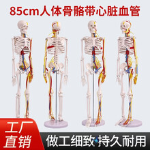 人体脊椎模型】价格_人体脊椎模型图片- 京东