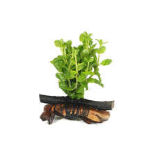 绿伴 绿菊花水草水族箱活体造景套餐新手后景草金鱼草有茎类小鱼缸水藻 沉木款【单头绿金草】