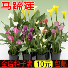 新种彩色马蹄莲种子花卉种子马蹄莲花种籽春秋播易种庭院植物花卉种籽