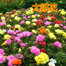 室外花籽四季开花庭院太阳花种子花子夏季花种耐旱的户外花卉植物  硕雅园艺 重瓣太阳花混色2000粒 家庭装