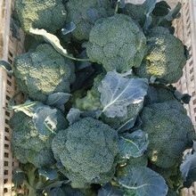 寿禾 罗马花椰菜种子花菜苗宝塔菜菜籽家庭春秋季播种蔬莱菜子种植有机菜花蔬菜易种菜仔 （山东绿色西兰花种子）蔓陀绿1500粒