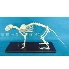 动物标本骨头书目 动物标本骨头作品 京东图书